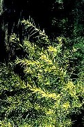 Acacia floribunda