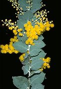 Acacia podalyriifolia