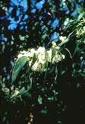 Acacia binervata