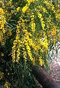 Acacia saligna
