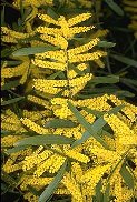 Acacia longifolia