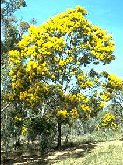 Acacia decurrens