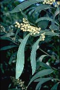 Acacia falcata