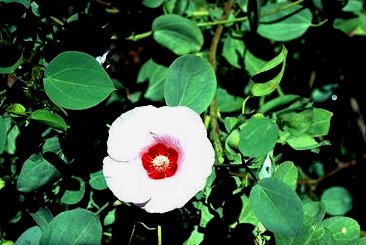 Sturt's Desert Rose gossypium sturtianum