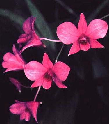 Dendrobium phalaenopis COOKTOWN ORCHID