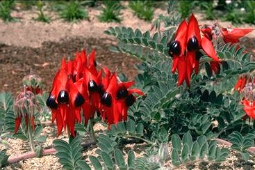 Swainsona formosa STURT'S DESERT PEA