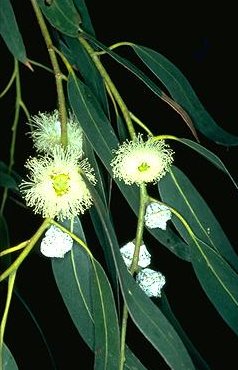 Eucalyptus globulus TASMANIAN BLUE GUM