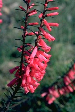 Epacris impressa  COMMON or PINK HEATH