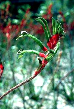 Anigozanthos manglesii  KANGAROO PAW