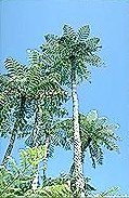 Cyathea brownii