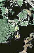 Abutilon julianae
