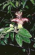 Hibiscus insularis