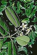 Baloghia inophylla