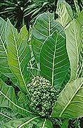 Meryta latifolia