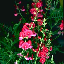 Swainsona galegifolia