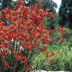 Anigozanthos Dwarf Delight