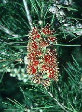 Callistemon brachyandrus