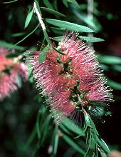 Callistemon salignus