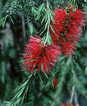 Callistemon subulatus