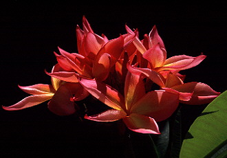 Plumeria rubra tropical to sub tropical