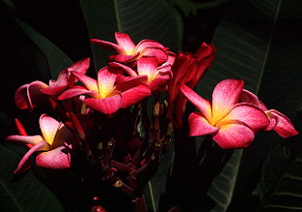 A beautifully scented species
