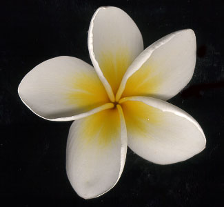 The Frangipani also known as Temple plant