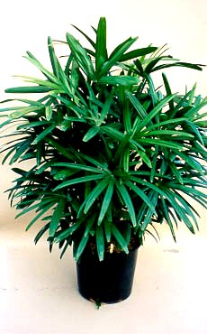 A compact Rhapis excelsa