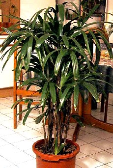 The Lady Palm Rhapis excelsa