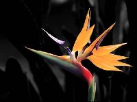 The spectacular Bird of Paradise