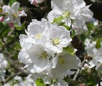 apple blossoms