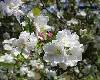 apple blossoms