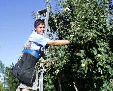picking apples