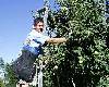 picking apples