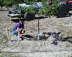 watering new trees