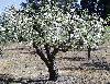trees in bloom