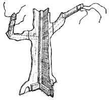 Illustration of tree frame