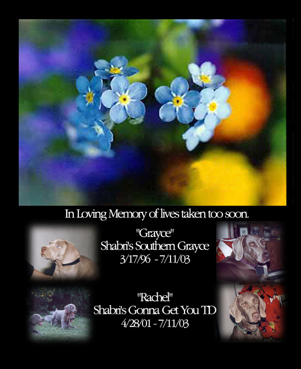 In Memory of My Girls