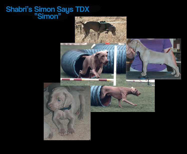 Simon