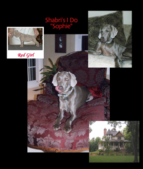  Shabri's I Do)