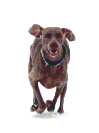 Zeta, Epi Dog