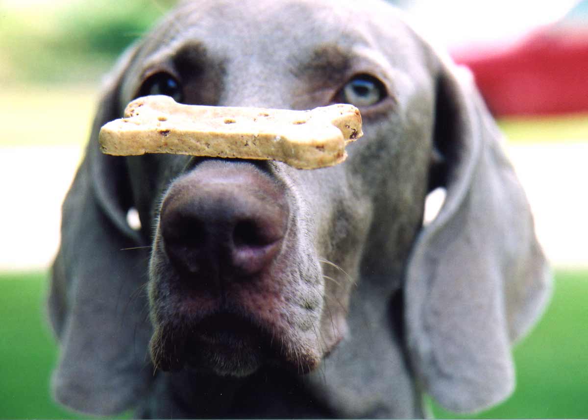 Cookie?