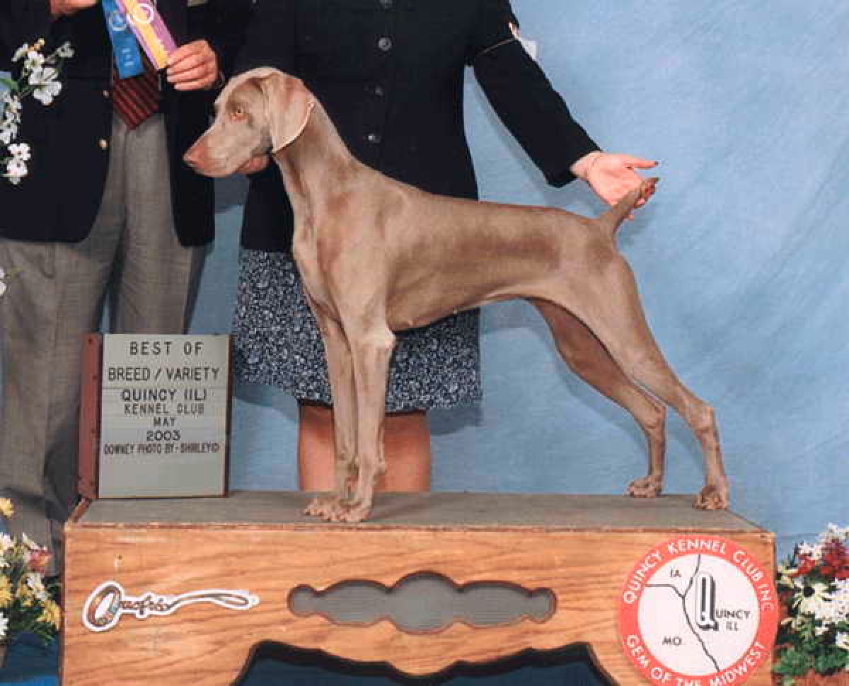 Shabri's Upland Phantom