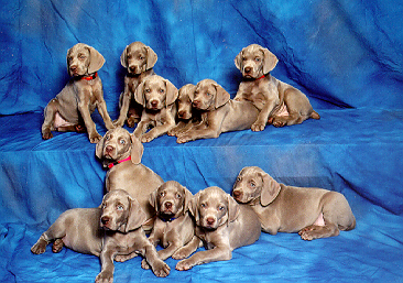 Puppies!
