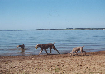 weims.jpg (18712 bytes)