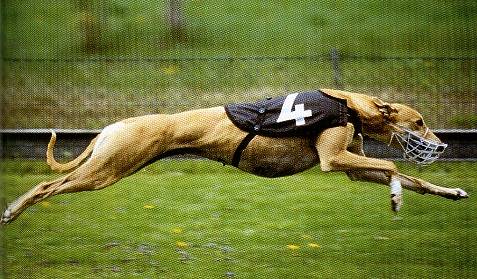 Pick the winning greyhounds with our daily greyhound racing picks and greyhound handicapping for greyhound racing at Palm Beach racetrack. Perfect for all greyhound players. Start your greyhound winning streak today! Over 25 years experience daily tape and bookwork