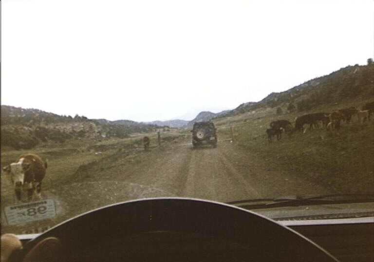 Curious Cows