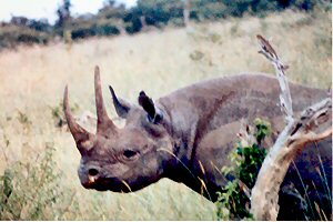 black rhino