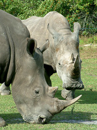 rhino duo