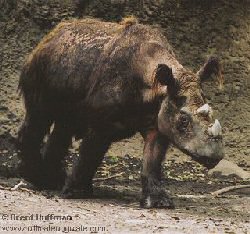 sumatran rhino