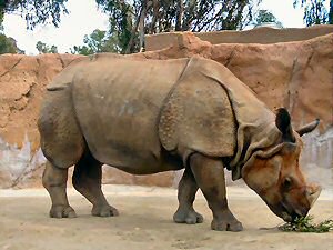 Indian Rhino